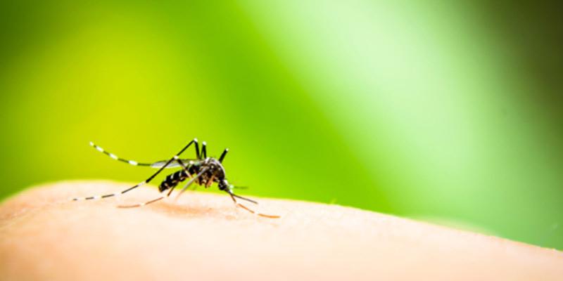 Chikungunya: Sintomas, Tratamento e Prevenção Essencial